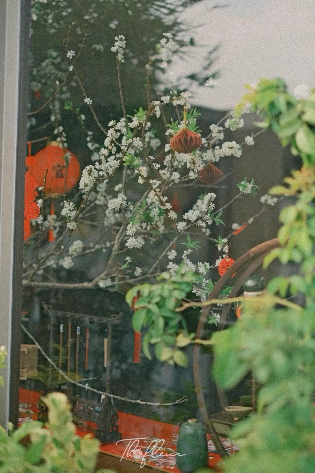 Cành mận Tây Bắc 12