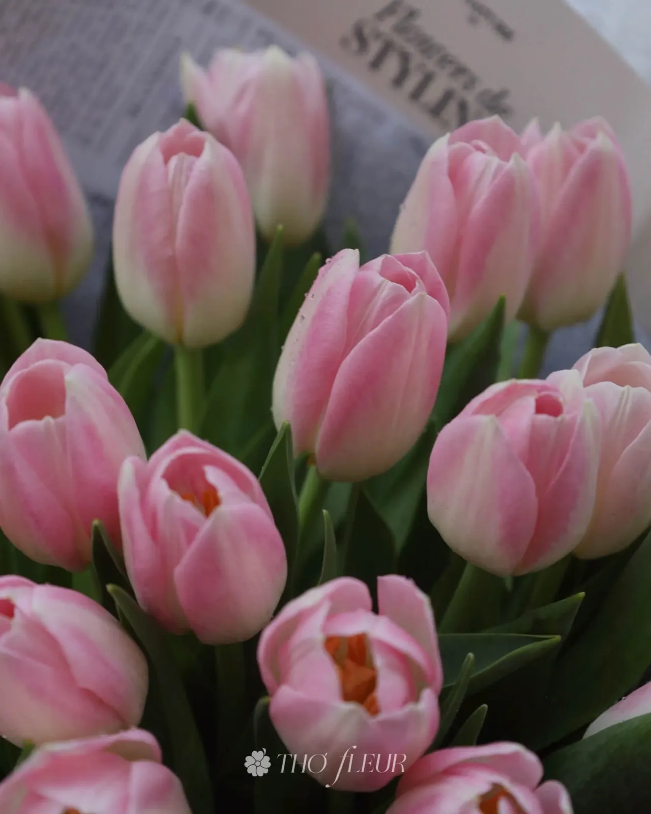 Bó hoa tulip 117