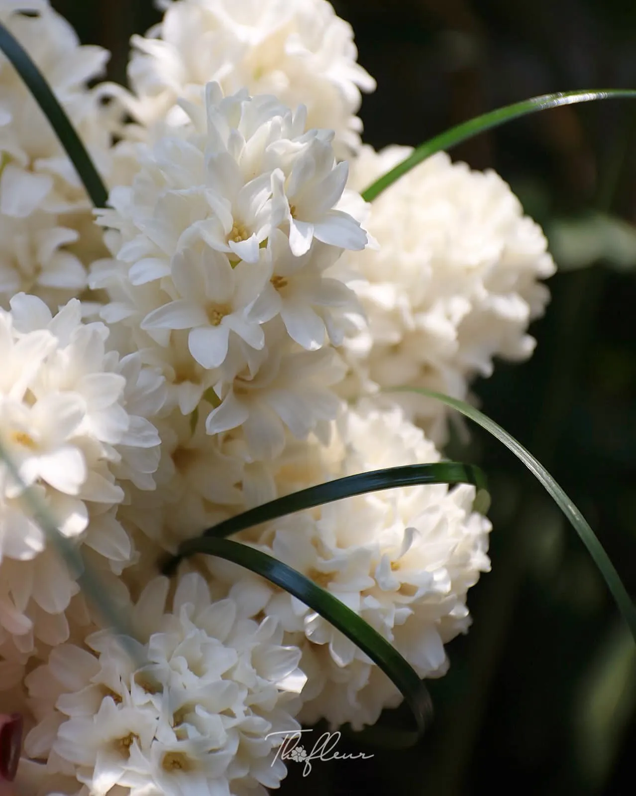 Hoa cưới dạ lan hương 04