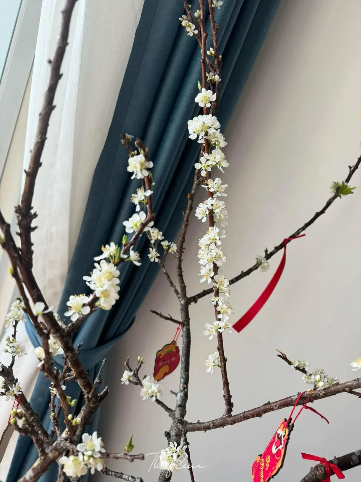 Cành mận Tây Bắc 16