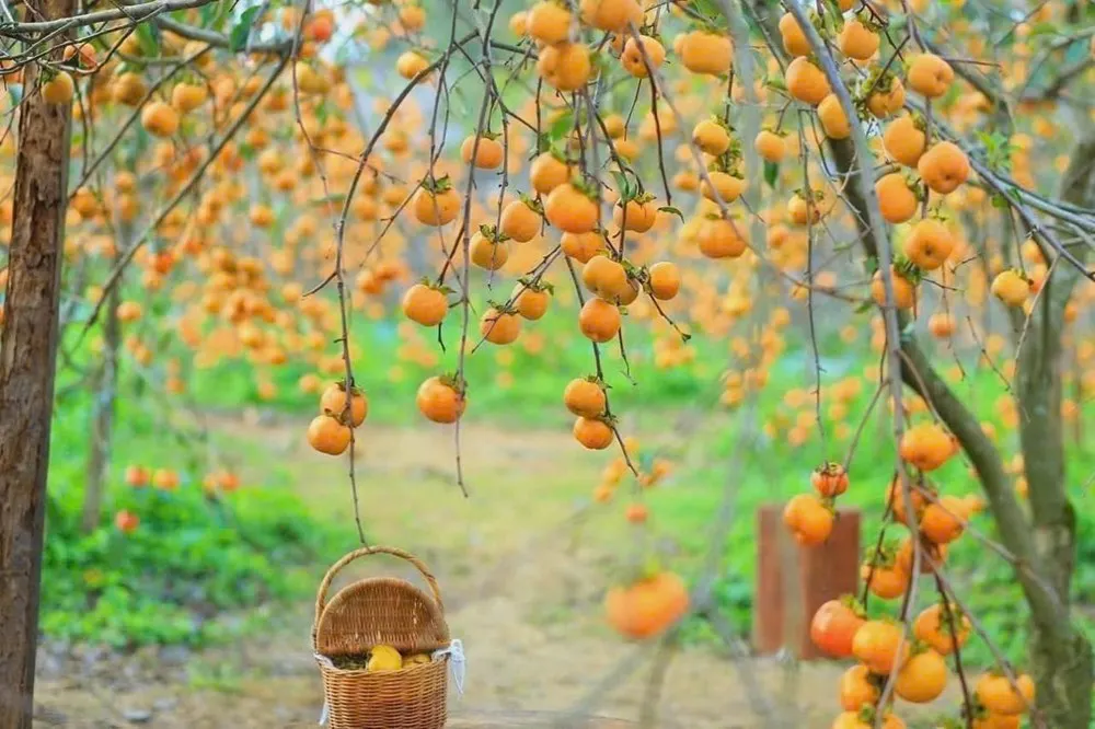 Giải đáp các câu hỏi thường gặp về mùa hồng Mộc Châu