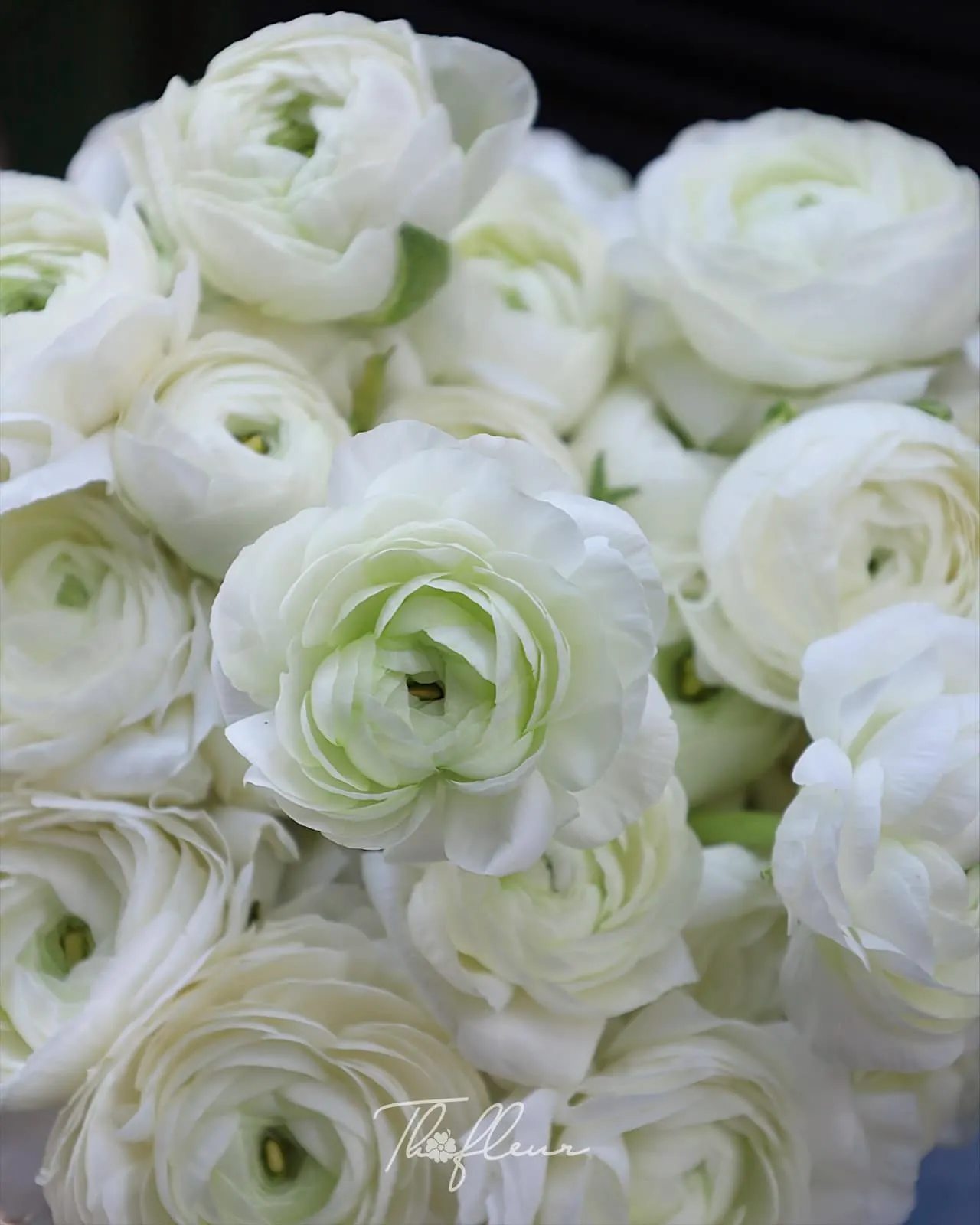 Hoa cưới mao lương 04