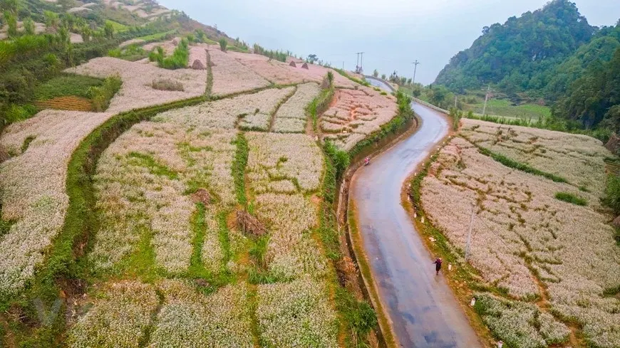 Cung đường đèo cao nguyên đá dẫn tới các cánh đồng hoa tam giác mạch