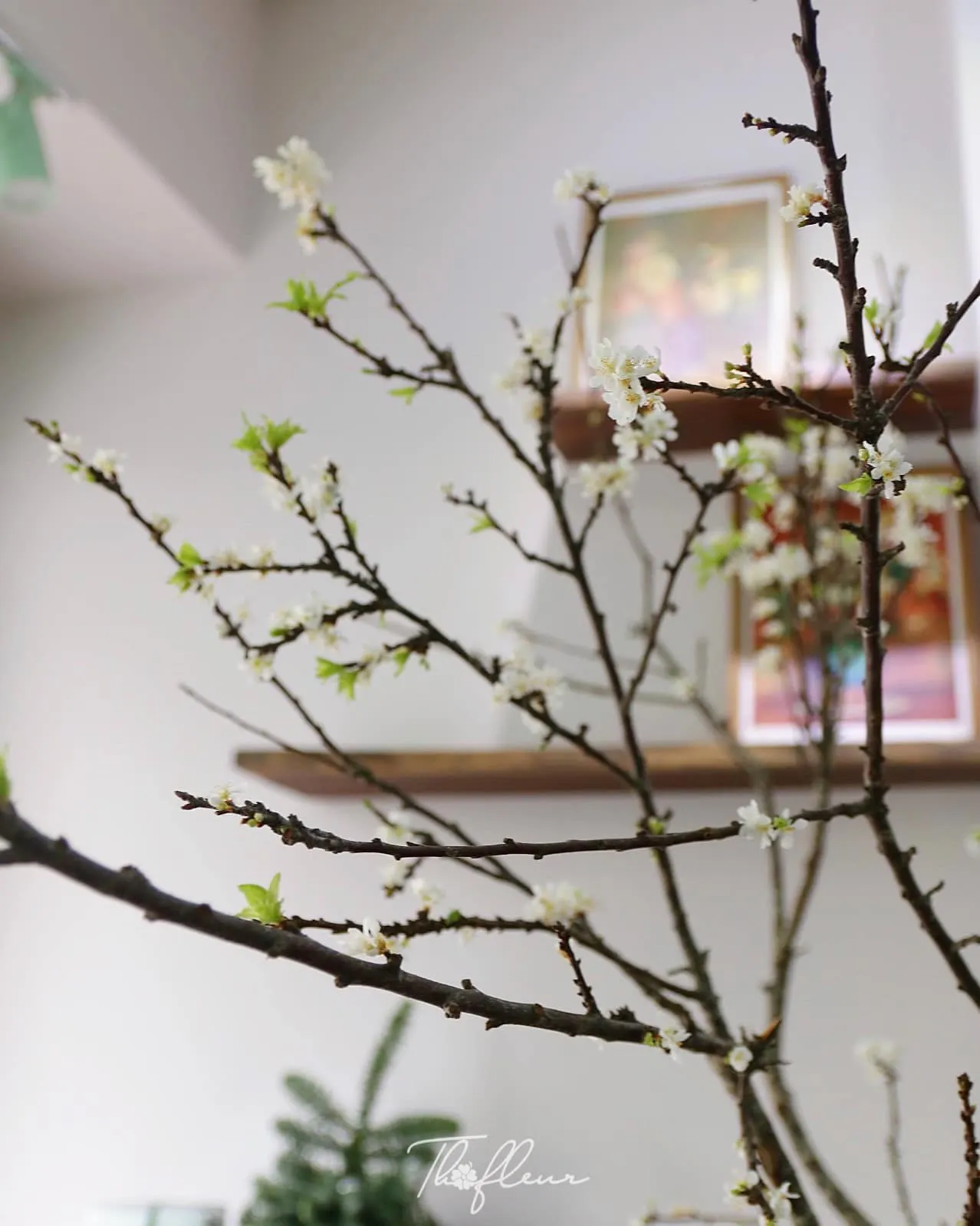 Cành mận Tây Bắc 09