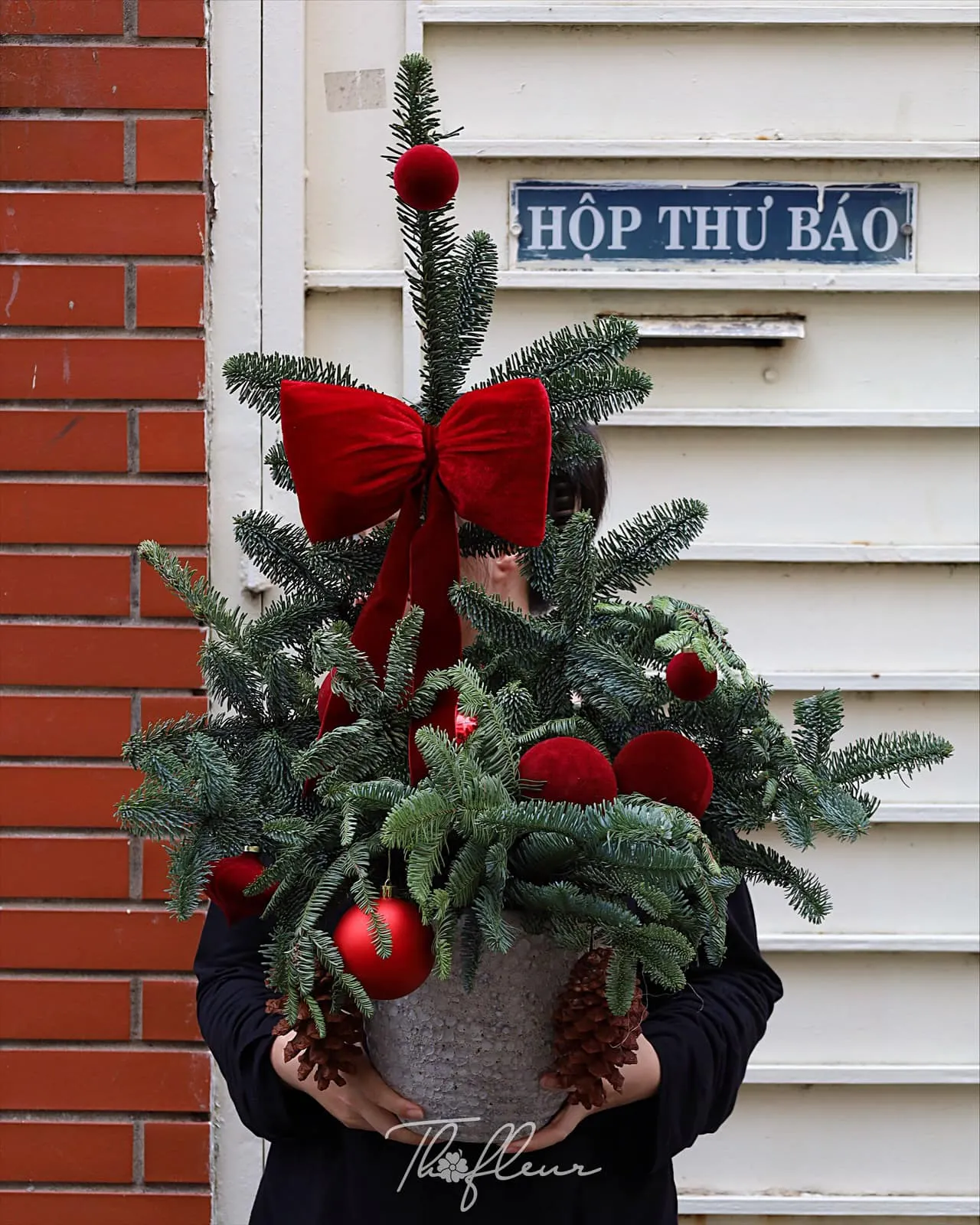 Chậu hoa christmas 06