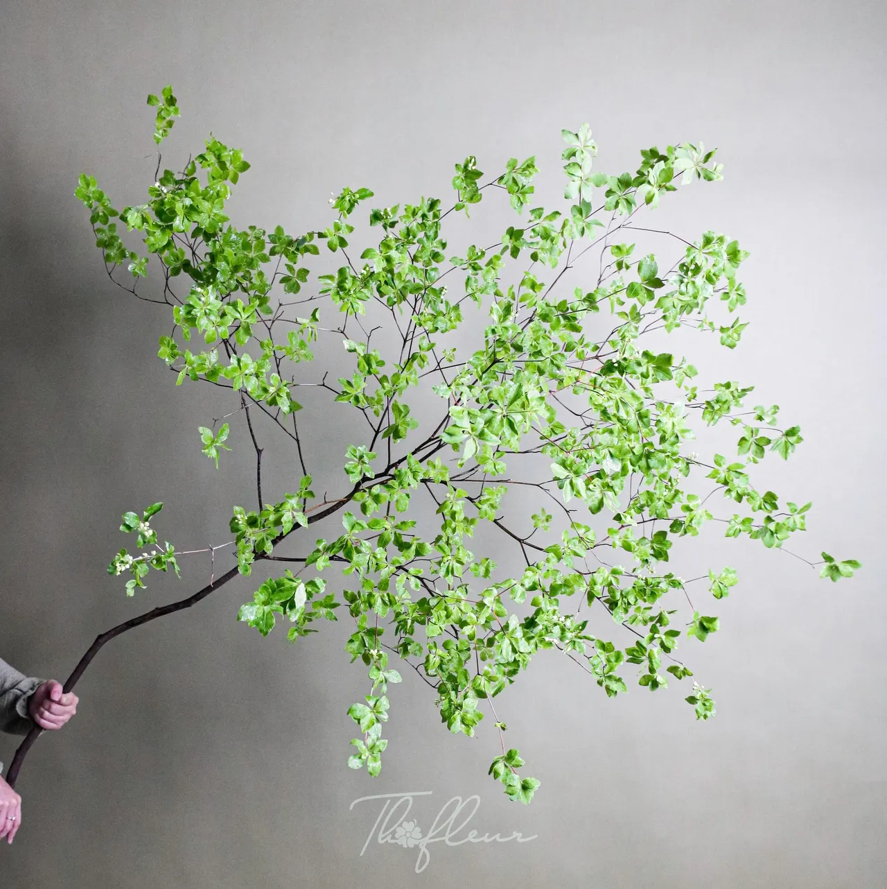 Thạch Nam 02