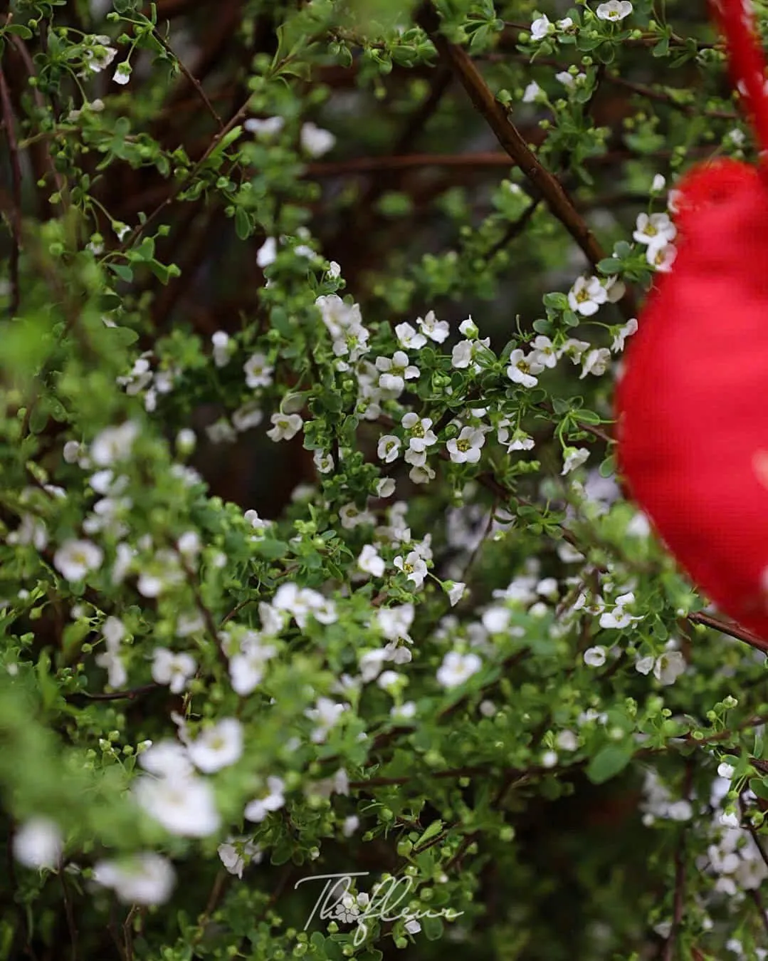 Cành Tuyết Mai 01