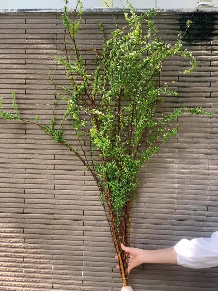 Cành Tuyết Mai 05