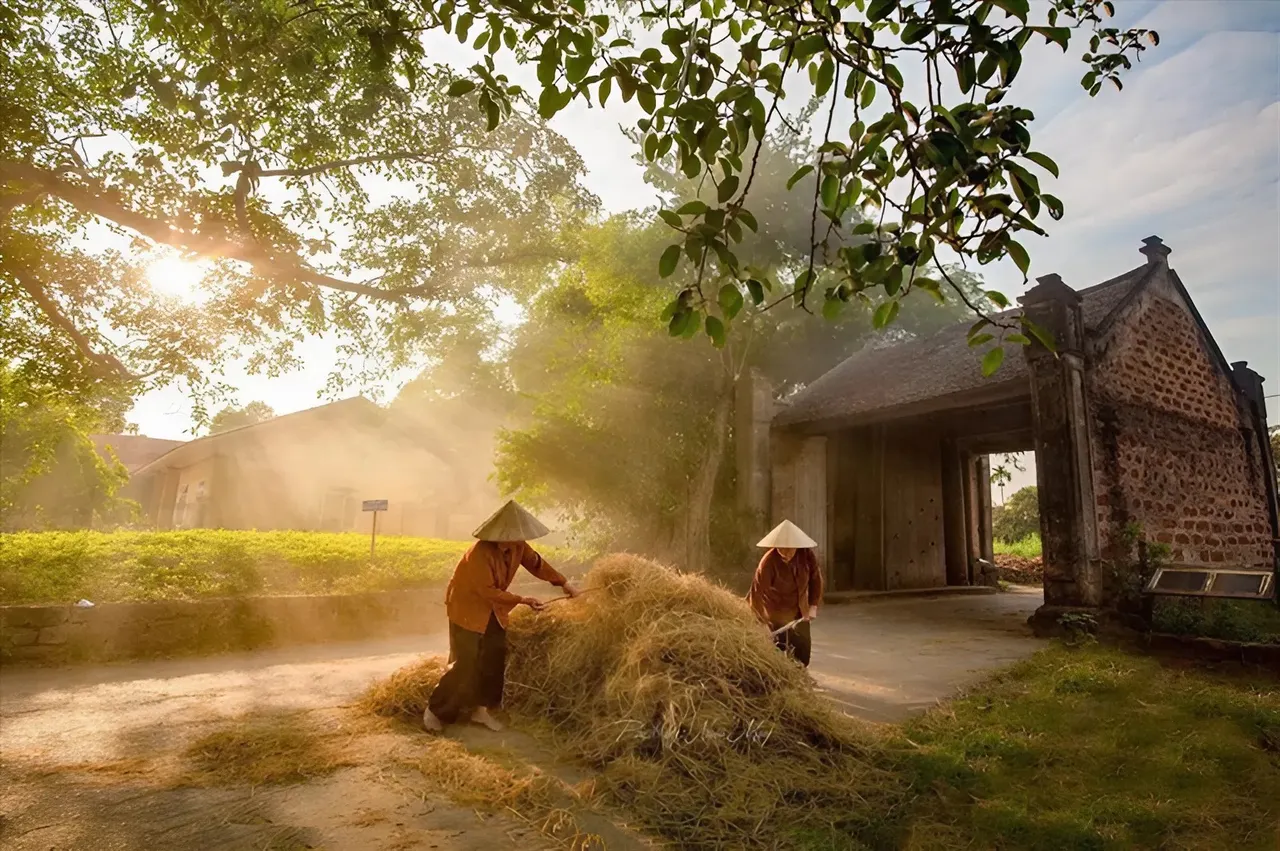 Làng cổ Đường Lâm với nhà đá ong, mái ngói âm phủ và ruộng lúa chín vàng mùa thu