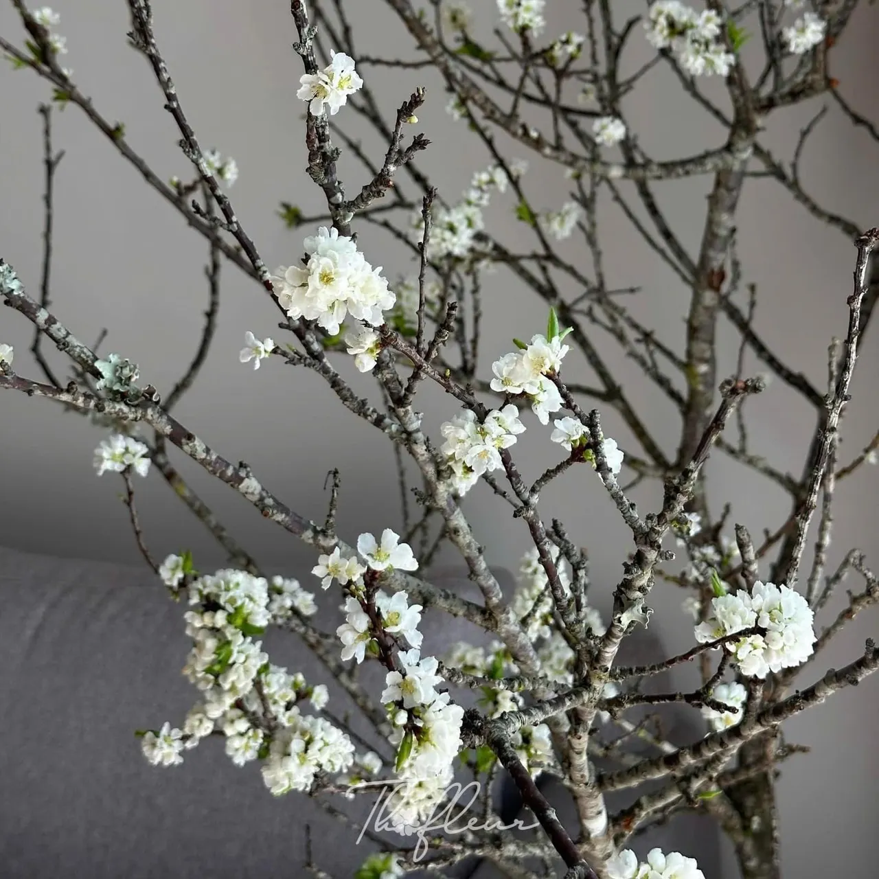 Cành mận Tây Bắc 06