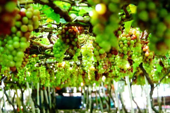 Du khách tham quan giàn nho trĩu quả tại một vườn nho ở Ninh Hải