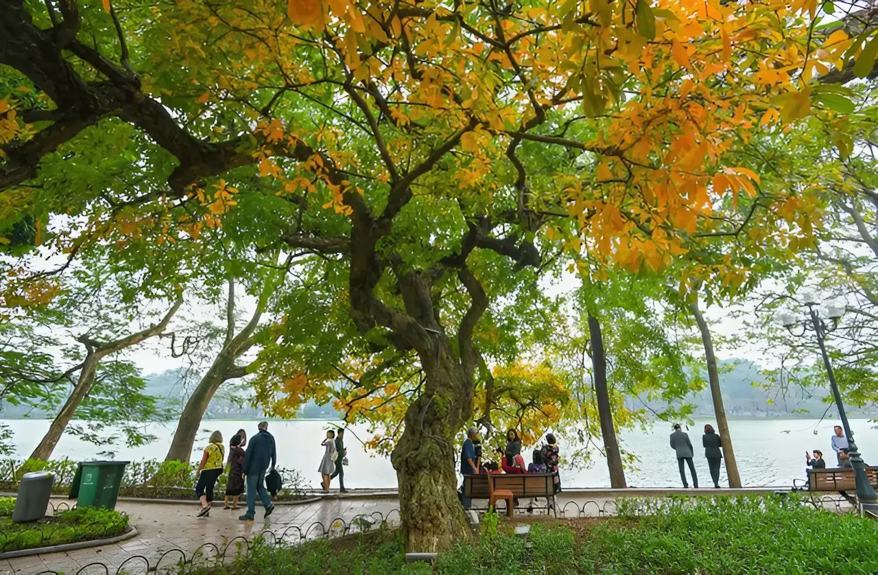 Đường Thanh Niên mùa thu với hàng đa cổ thụ và mặt hồ Tây phản chiếu nắng chiều