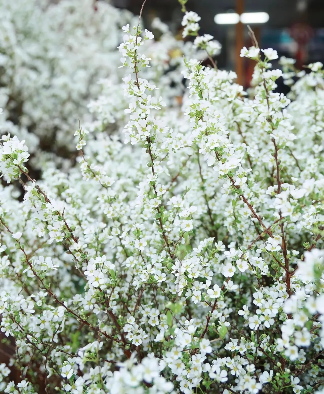 Cành Tuyết Mai 06