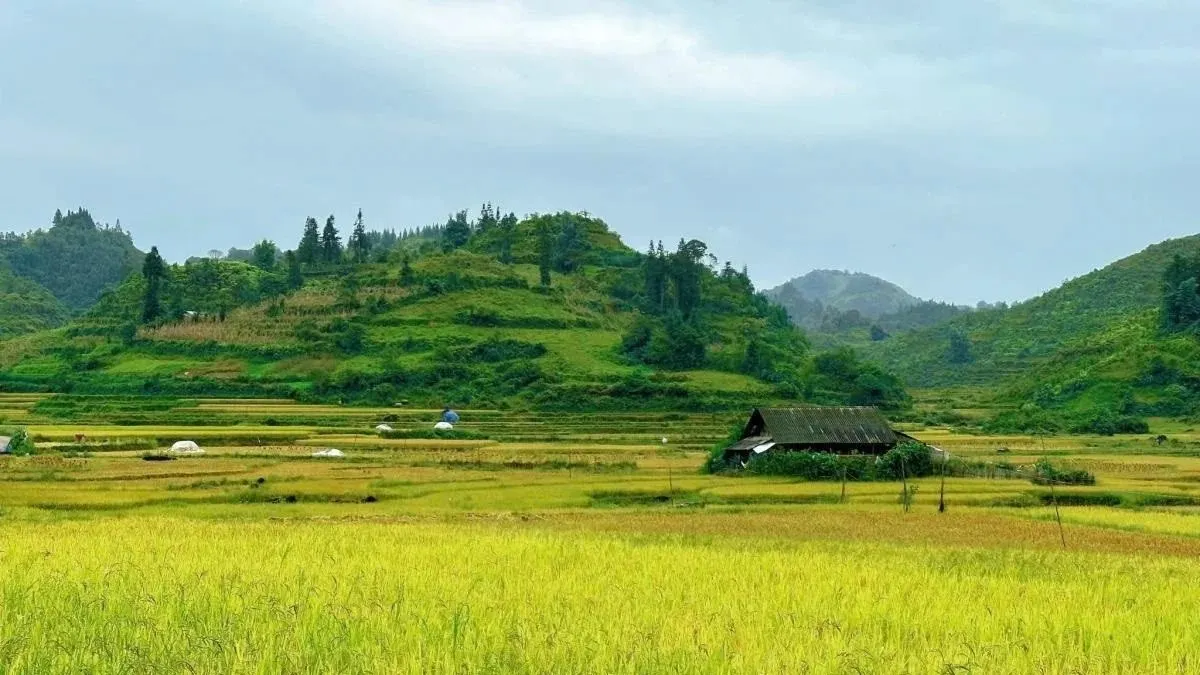Ruộng lúa nếp non xanh mướt vào đầu mùa cốm ở Hà Nội