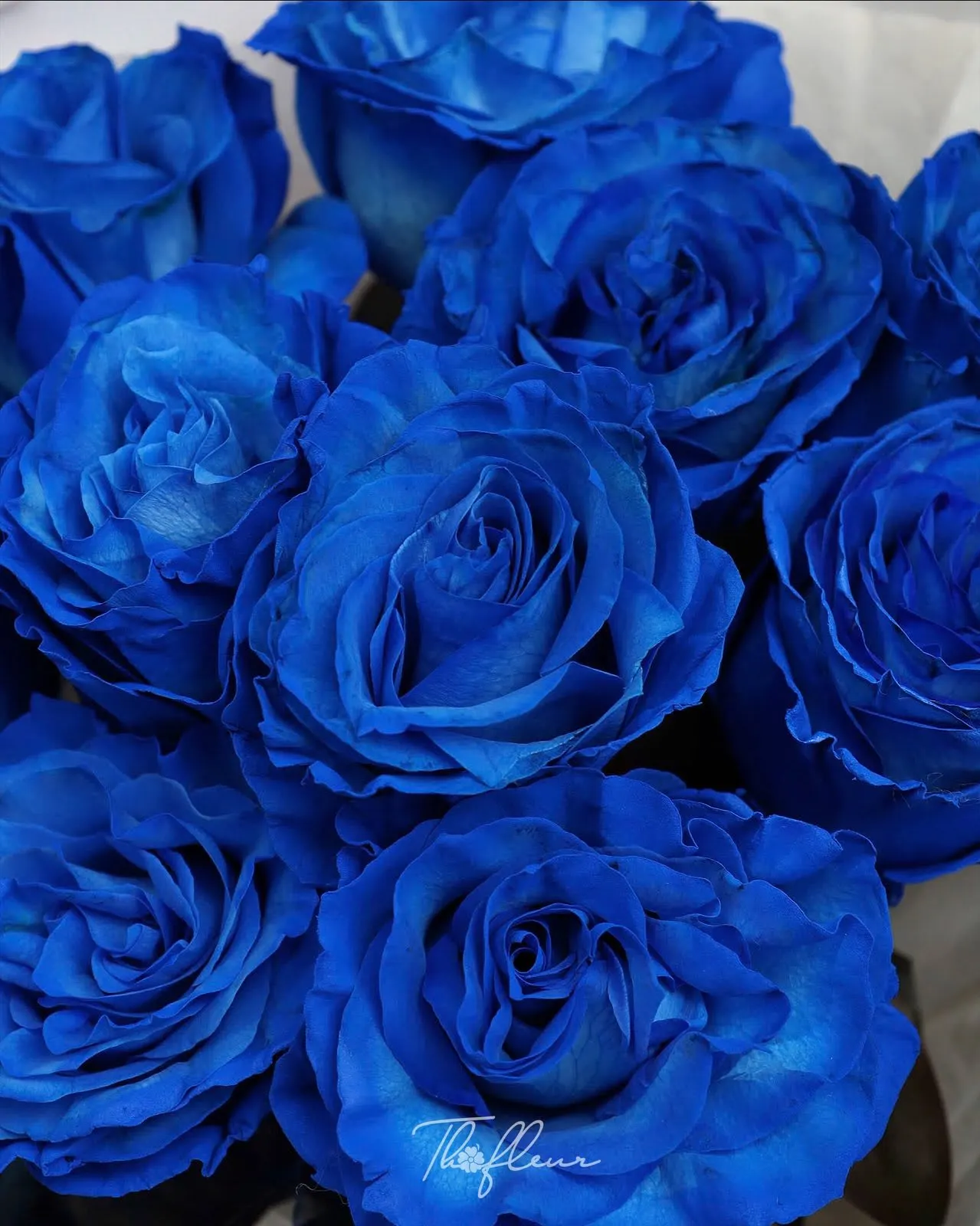 Bó hoa hồng nhập Ecuador 19