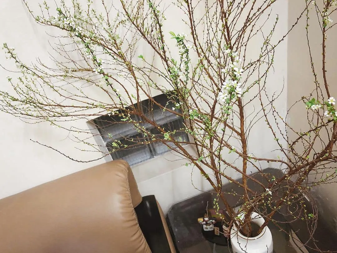 Cành Tuyết Mai 07