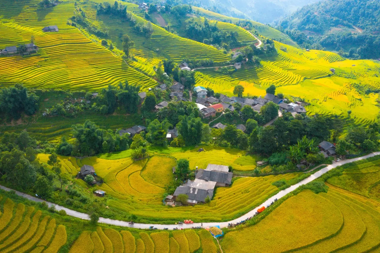 Ruộng bậc thang chín vàng Tây Bắc trong sương sớm mùa thu