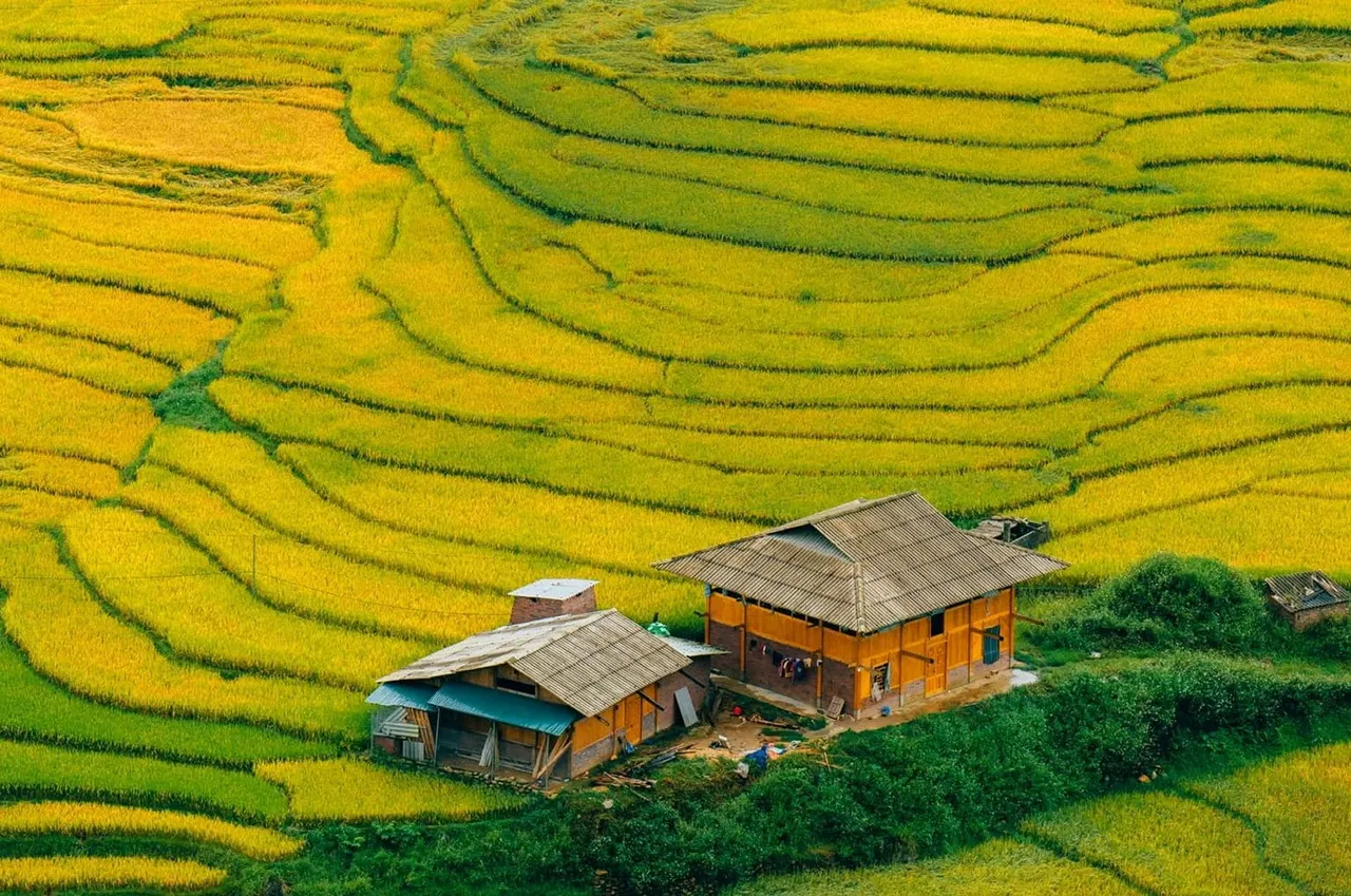 Ruộng bậc thang lúa chín vàng ở Tây Bắc vào đầu tháng 9
