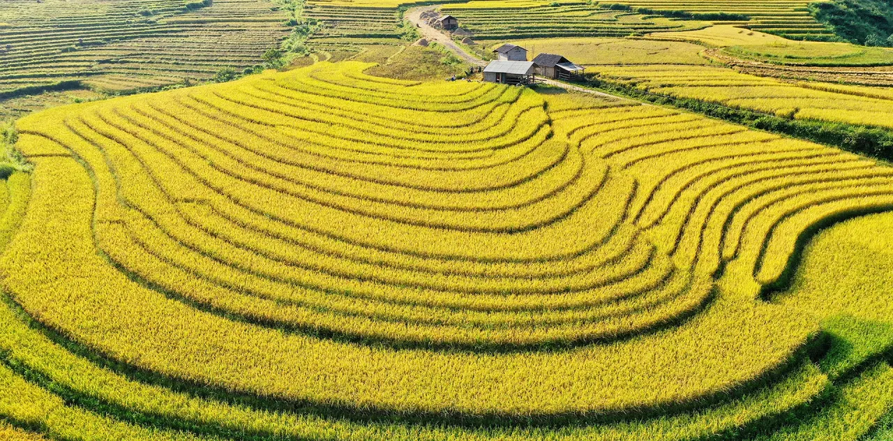 Ruộng bậc thang vàng óng ở miền Bắc Việt Nam trong tháng 10
