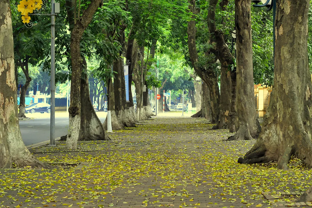 Con đường Phan Đình Phùng trải đầy lá vàng mùa thu