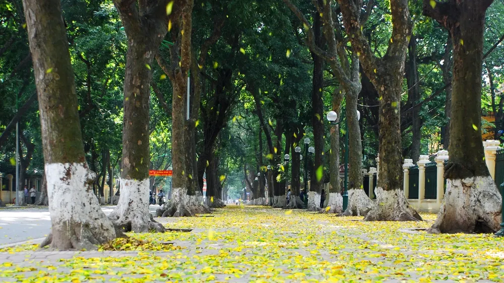 Hàng cây vàng trên phố Phan Đình Phùng với thảm lá rơi trên vỉa hè mùa thu
