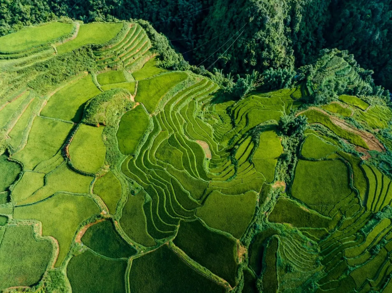 Ruộng bậc thang Sapa vào tháng 8 xanh mướt