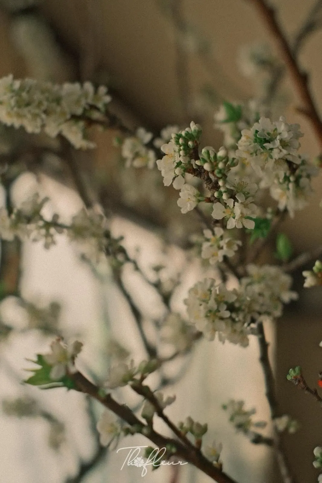 Cành mận Tây Bắc 01