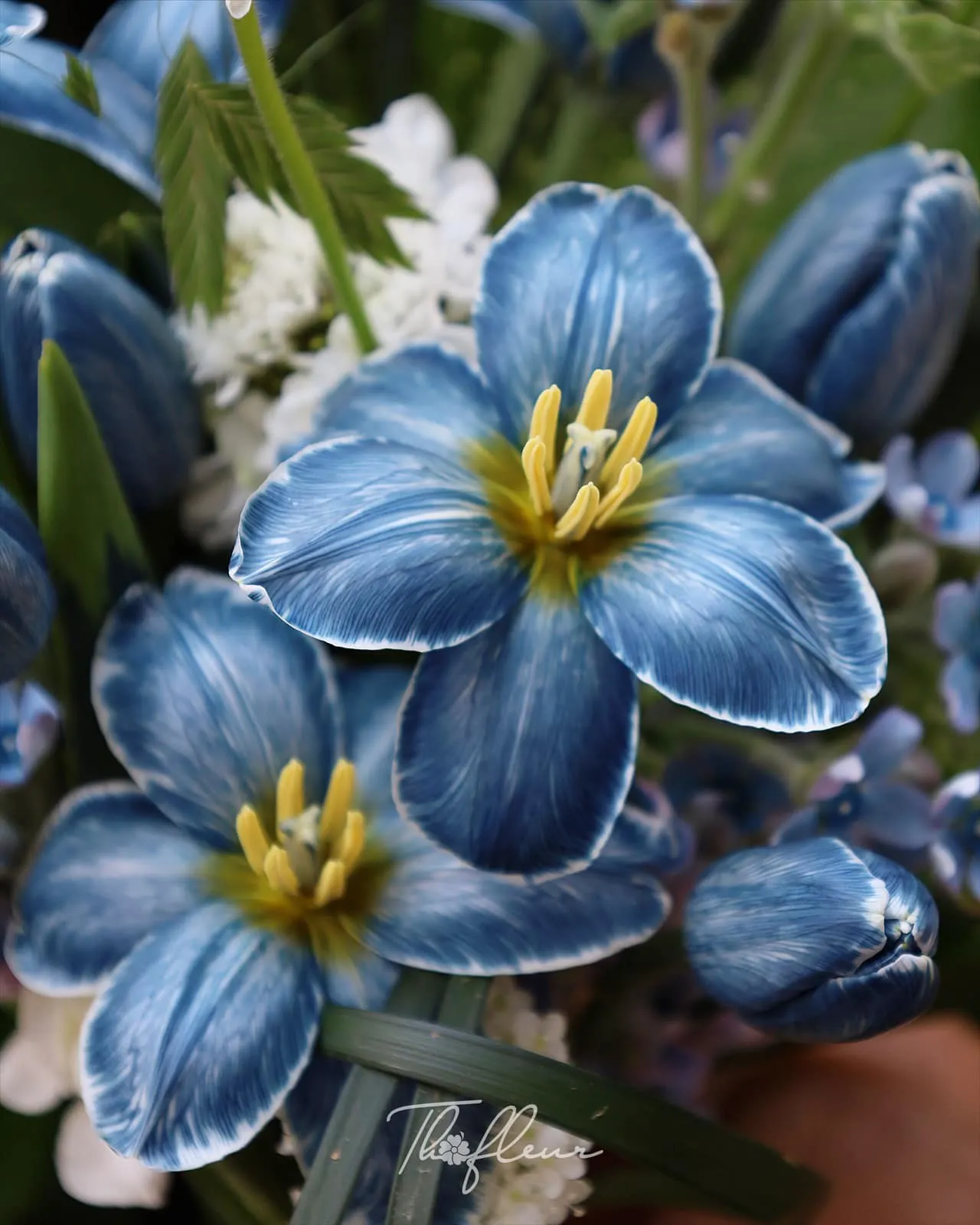 Hoa cưới tulip 51