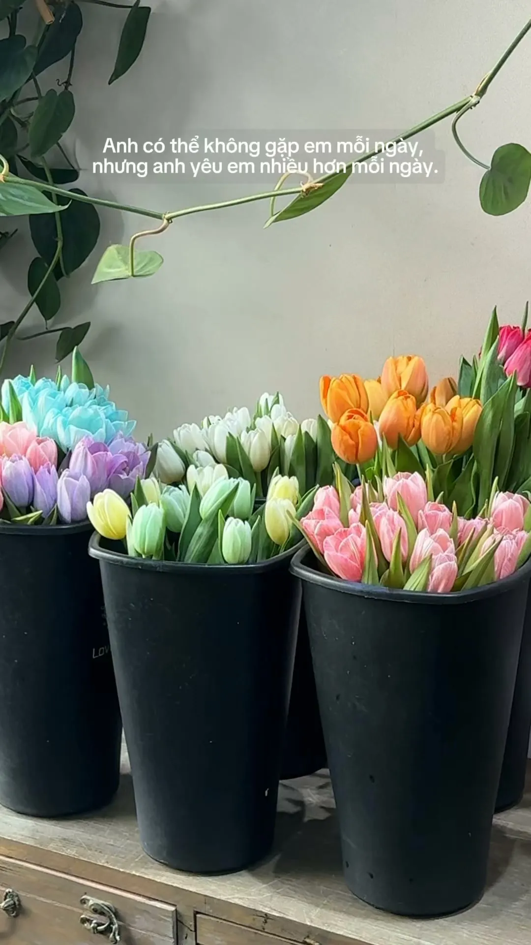 Tulips in Every Color

Item: Tulip
Photo: For our valued customers
_______
𝐓𝐡𝐨̛ 𝐅𝐥𝐞𝐮𝐫 - 𝐀 𝐒𝐲𝐦𝐛𝐨𝐥 𝐎𝐟 𝐋𝐨𝐯𝐞 
▪️GIẢM 5% KHI CHECKIN TẠI SHOP
▪️79 Hồ Văn Huê, Phường Đức Nhuận, TP Hồ Chí Minh
▪️0798080779
▪Instagram @tho_fleur
▪️Tiktok: @thofleur
#thofleur #hoa_tuoi #florist
