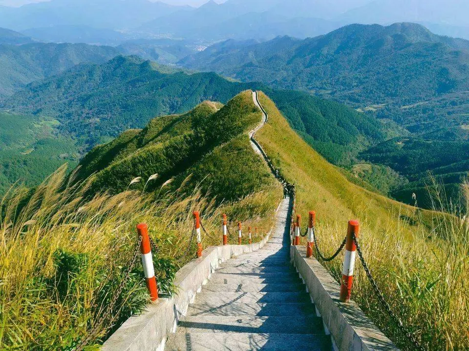 Dải Sống lưng khủng long phủ cỏ lau ở Bình Liêu