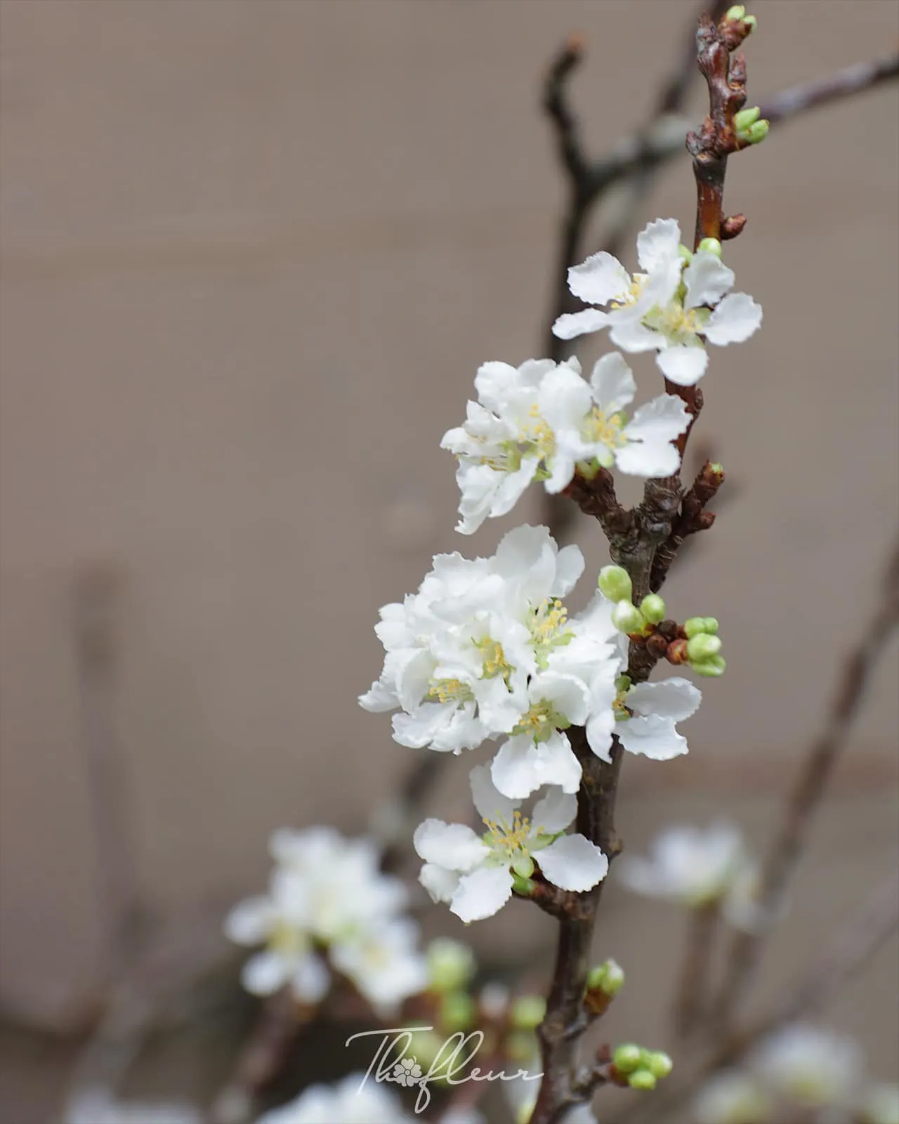 Cành mận Tây Bắc 11