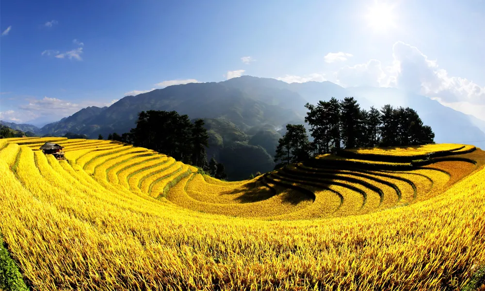 Quang cảnh ruộng bậc thang miền Bắc nhuộm vàng vào mùa thu