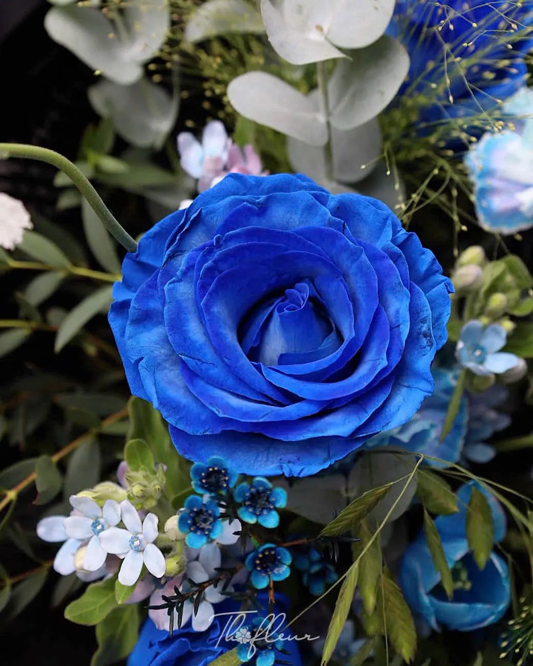 Bó hoa hồng nhập Ecuador 08