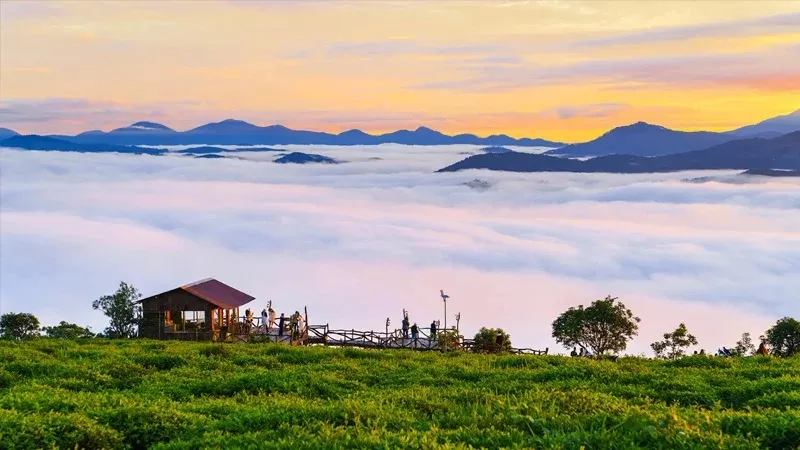 Biển mây trắng buổi sáng tại đồi chè Cầu Đất