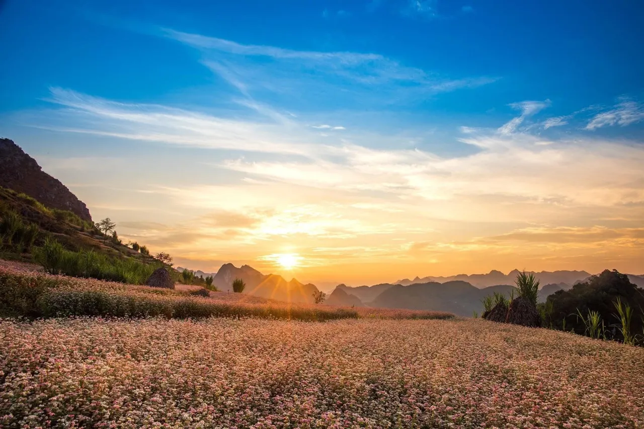 So sánh thời điểm hoa tam giác mạch nở ở bốn khu vực Hà Giang