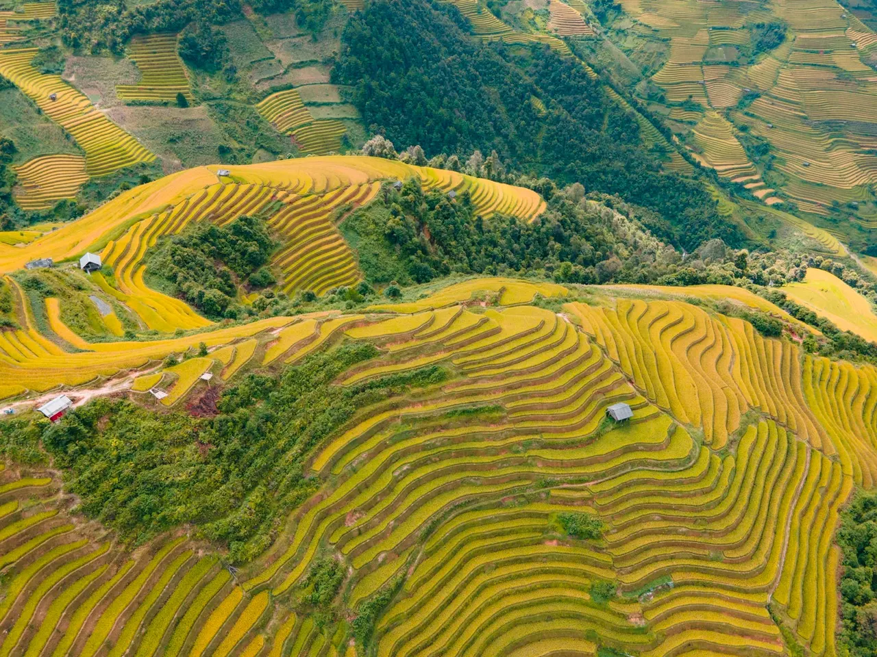 Đồi Mâm Xôi Mù Cang Chải mùa lúa chín nhìn từ trên cao