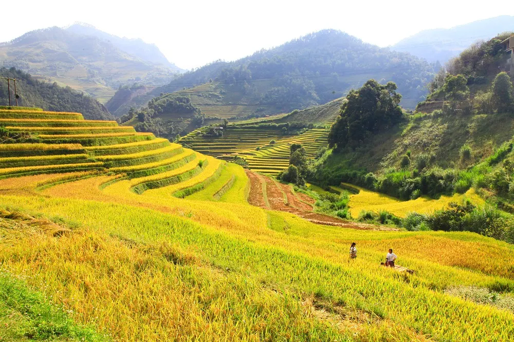 upload-1786774696200.jpeg