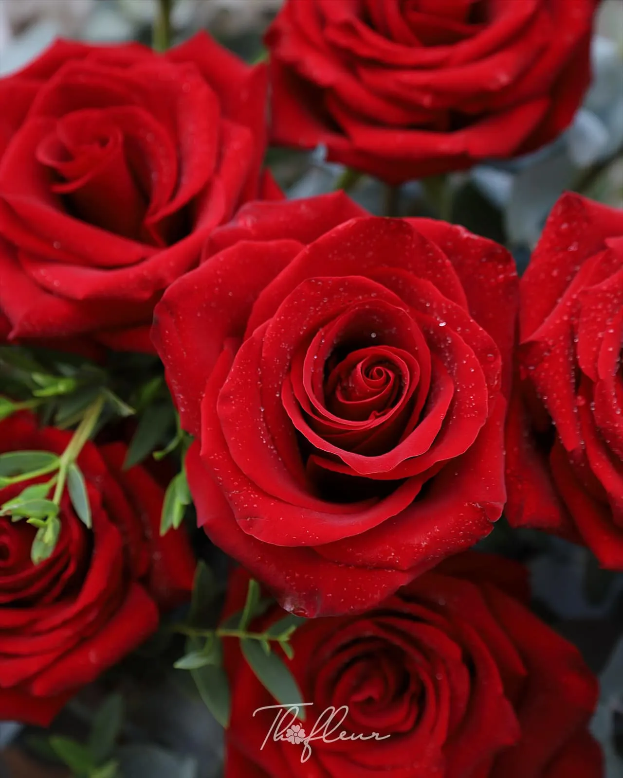 Bó hoa hồng nhập Ecuador 10